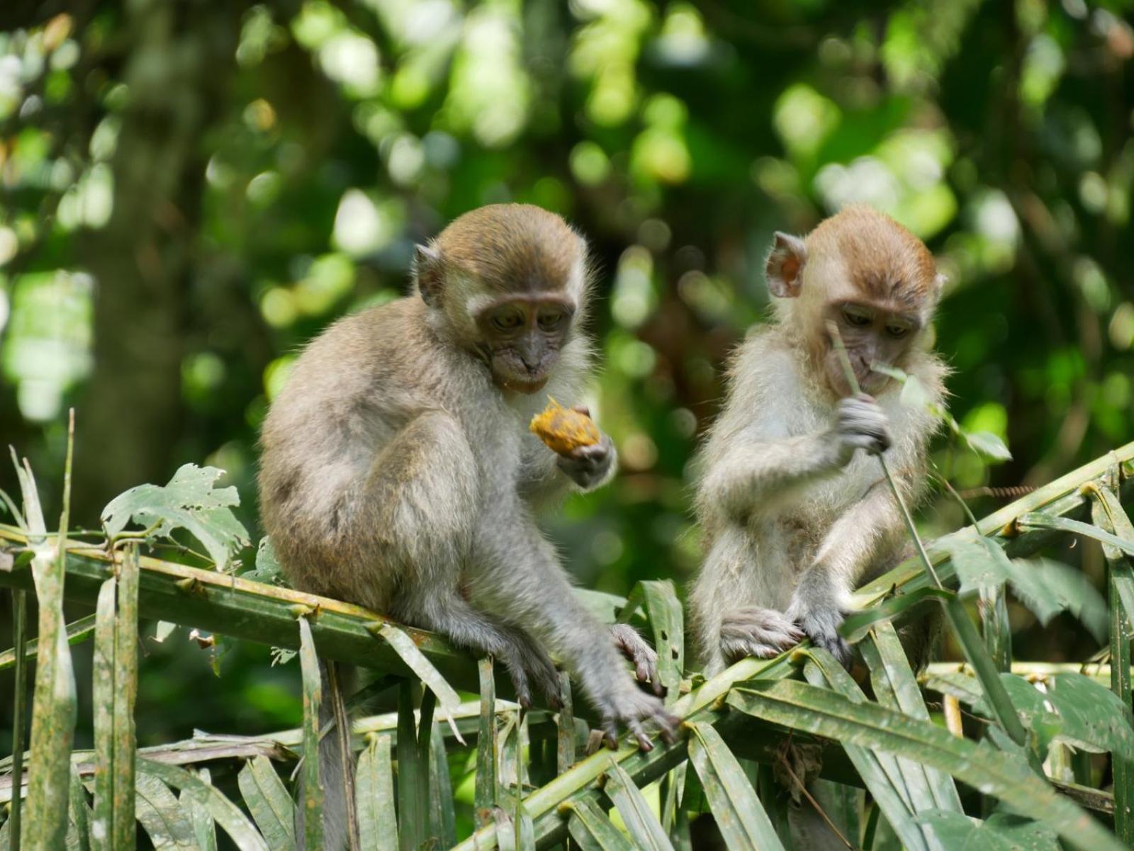 Sama Sama Homestay & Trekking Only Stay Here Book Trekking And Transport With Us Bukit Lawang Esterno foto