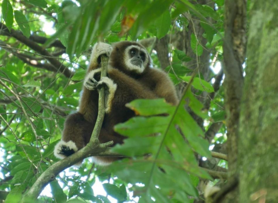 Sama Sama Homestay & Trekking Only Stay Here Book Trekking And Transport With Us Bukit Lawang Esterno foto