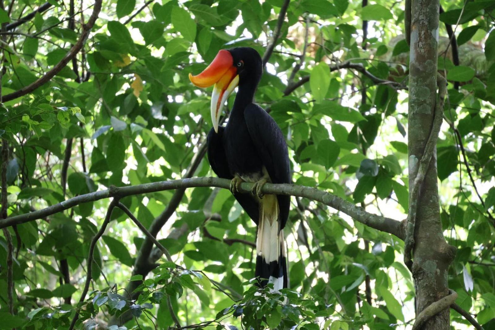 Sama Sama Homestay & Trekking Only Stay Here Book Trekking And Transport With Us Bukit Lawang Esterno foto