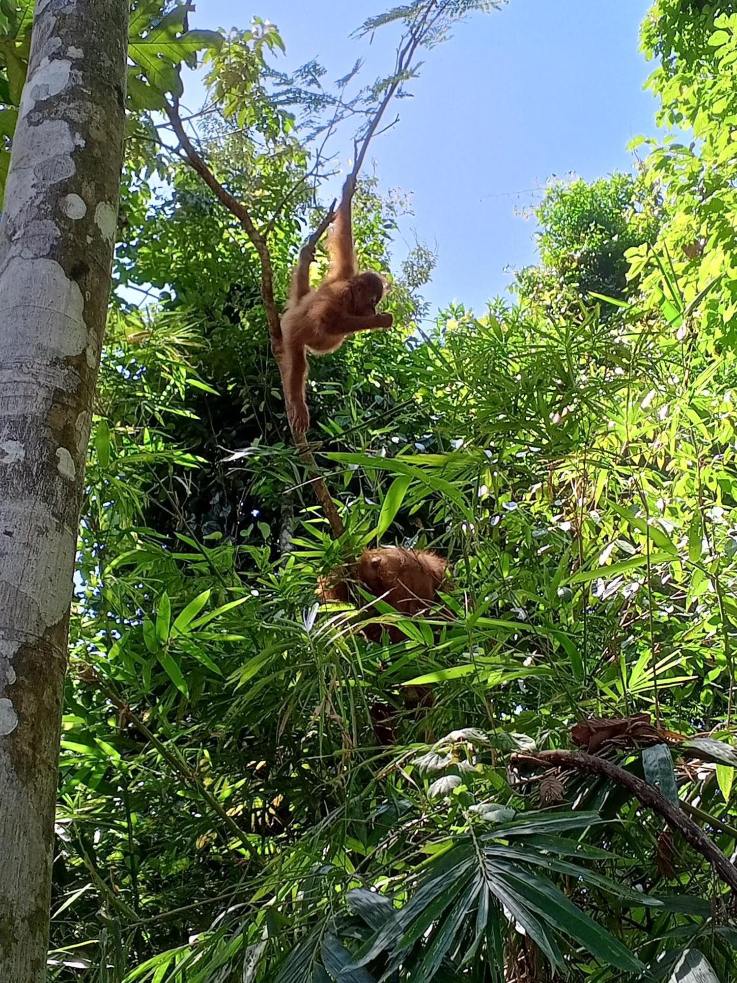 Sama Sama Homestay & Trekking Only Stay Here Book Trekking And Transport With Us Bukit Lawang Esterno foto