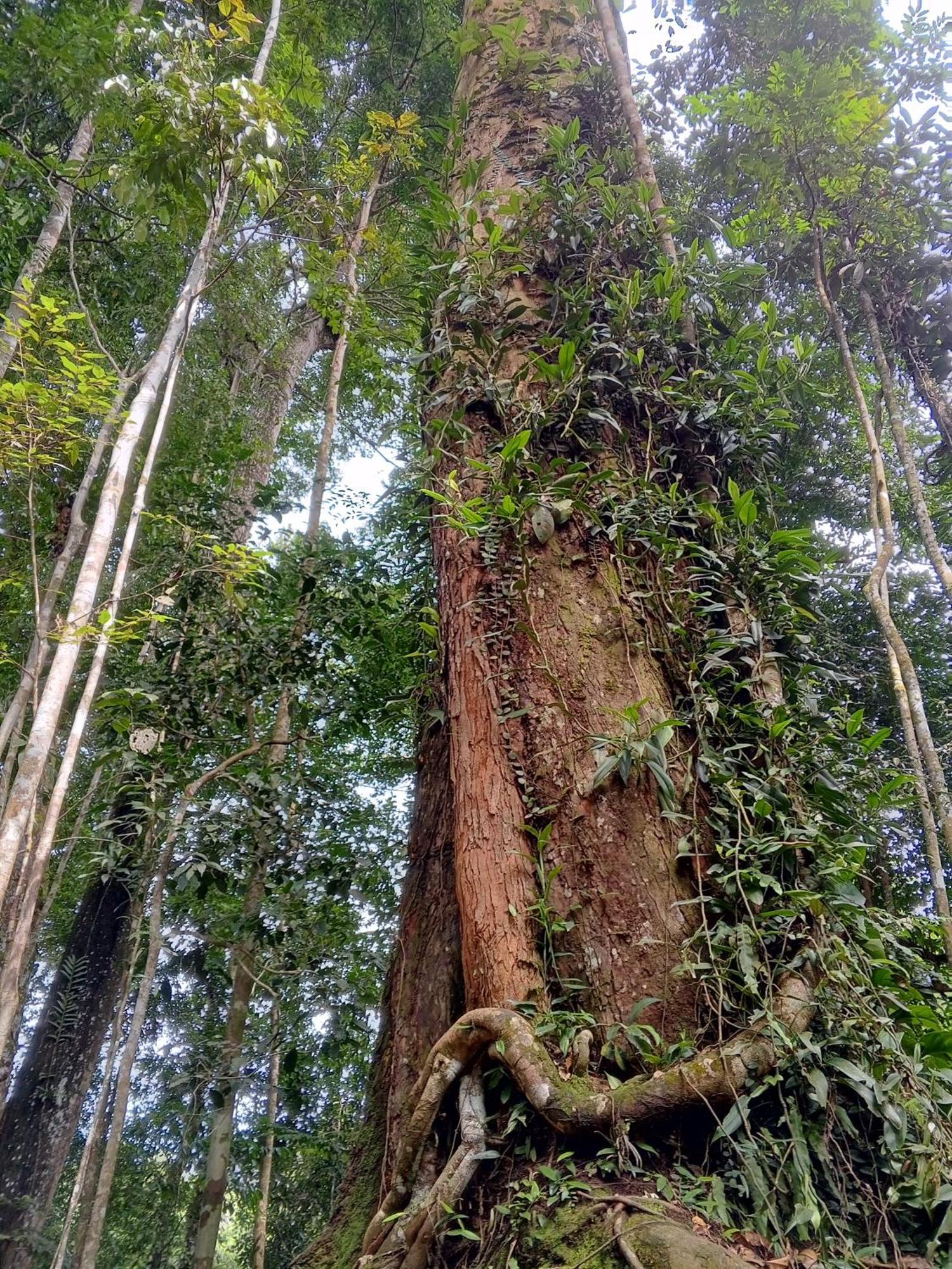 Sama Sama Homestay & Trekking Only Stay Here Book Trekking And Transport With Us Bukit Lawang Esterno foto