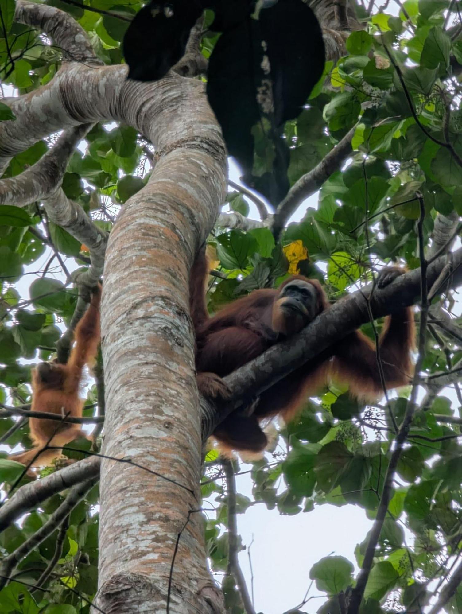 Sama Sama Homestay & Trekking Only Stay Here Book Trekking And Transport With Us Bukit Lawang Esterno foto