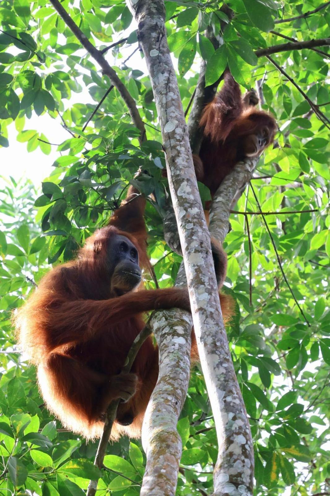 Sama Sama Homestay & Trekking Only Stay Here Book Trekking And Transport With Us Bukit Lawang Esterno foto