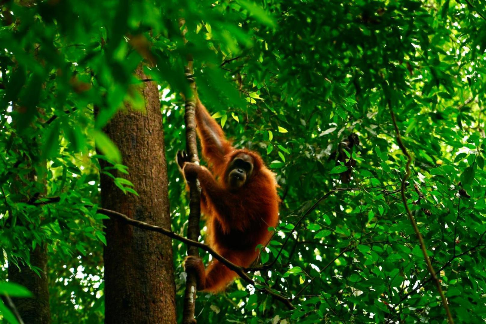Sama Sama Homestay & Trekking Only Stay Here Book Trekking And Transport With Us Bukit Lawang Esterno foto